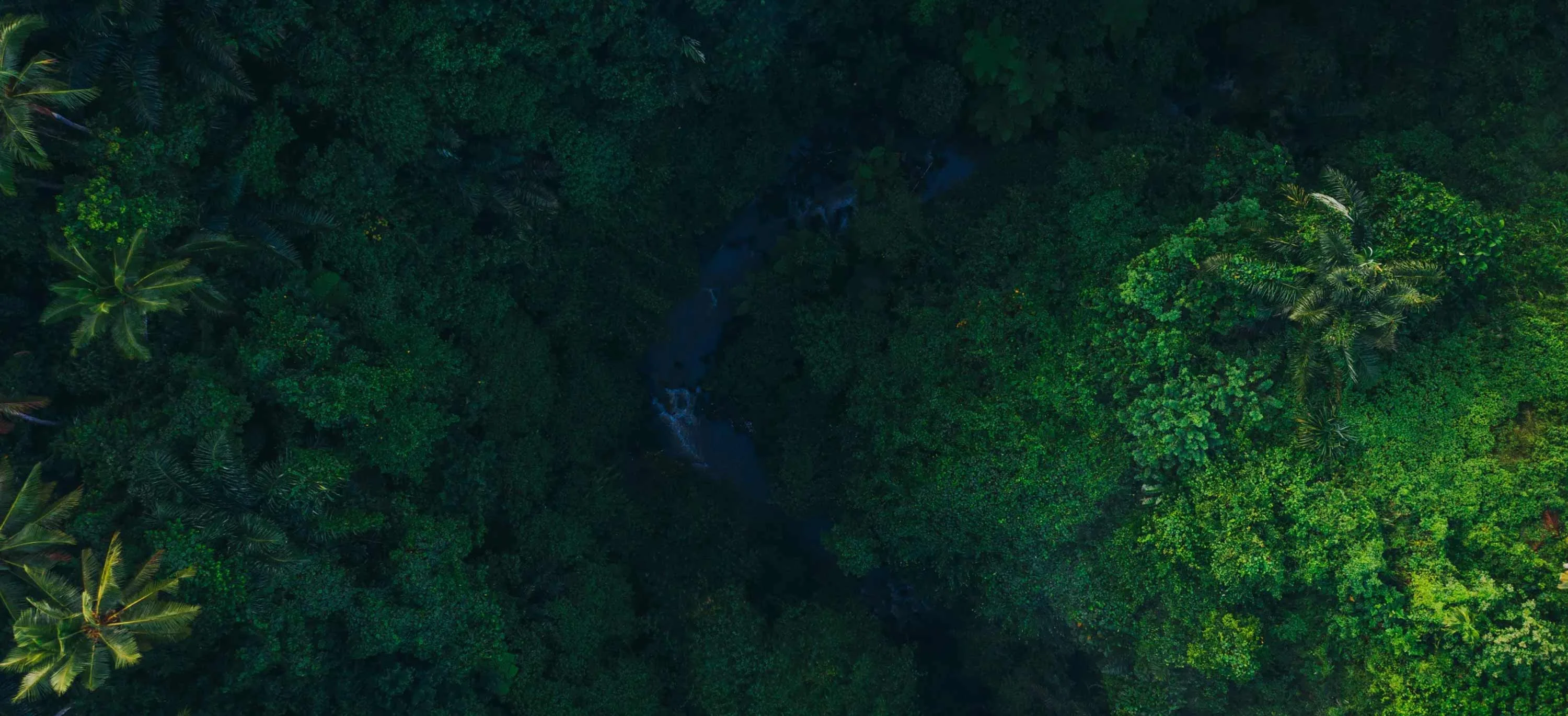 Arial image of a forest